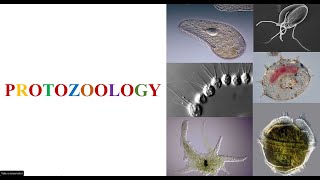 What is Protozoology [upl. by Maitland451]