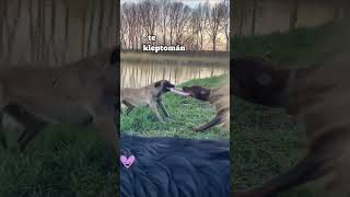 Doberman vs Malinois doberman dogs funny dobermans belgianmalinois malinois vs dogfight [upl. by Finley]