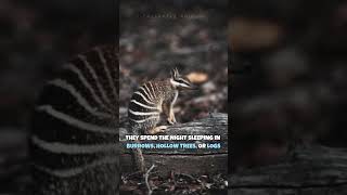 Numbat  One Of The Rarest Animals In The Wild shorts [upl. by Nesyaj]