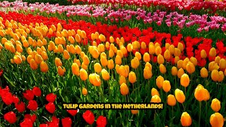 Keukenhof Tulip Gardens Netherlands [upl. by Buzzell]