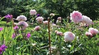 How to make garden stakes for peonies or tomatoes by Jon Peters [upl. by Butta42]