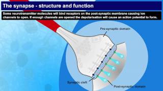 Synapse structure and function [upl. by Soracco267]