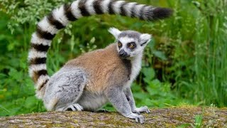 Ringtailed lemur I Lady Amhersts pheasant on dating site I Nook for Wildlife [upl. by Yaniv]