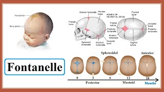 fontanelle [upl. by Palmer229]