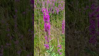 La Salicaire Plante Anti Diarrhée  Purple Loosestrife AntiDiarrhea Plant [upl. by Blockus]