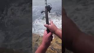 Catch Striped Bass From Shore stripedbass maine fishing fish fishingtechniques [upl. by Raynell433]