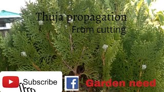 Thuja plant propagation by cutting in hindi [upl. by Suqram]