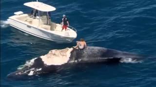 Australian man rides dead whale [upl. by Zerimar]