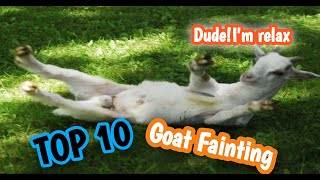 Top 10 Funny Fainting Goat [upl. by Jarek]