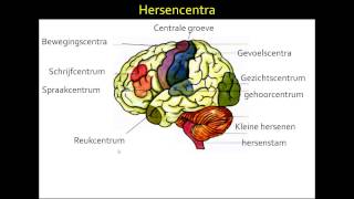 4 de hersenen mavo 3 amp 4 [upl. by Sugar]