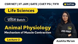 Mechanism of Muscle Contraction  Animal Physiology  CSIR NET  CUET PG  VedPrep Biology Academy [upl. by Nailij]