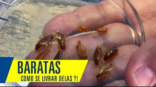 Baratas  Conheça as 3 espécies de baratas no ambiente urbanizado [upl. by Shipp]