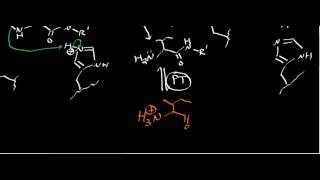 Biochemistry  Protease Mechanisms Part 33 [upl. by Seravart]