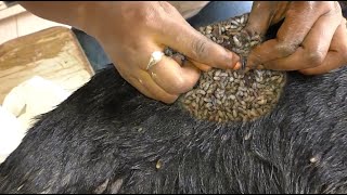 Help Dog Remove maggot from dog skin Ep37 [upl. by Rhiana]