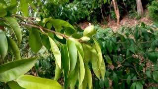 agarwood tree agileTree agar அகர் எ அகில் மரம் [upl. by Coumas448]