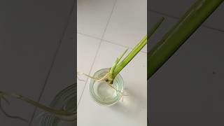 Monstera single leaf propagation shorts youtubeshorts shortsfeed plants monstera gardening [upl. by Bunow237]