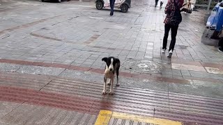 The skinny dog ​​begged for help with teary eyes but passersby turned away [upl. by Rossi]