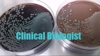 Staph aureus on Blood and Chocolate Agar [upl. by Dunlavy]