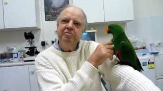 Behavioural Problem in Eclectus Parrot with Randy Bird Syndrome 1 220710 [upl. by Selma]