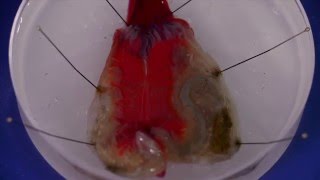 How to dissect a solitary ascidian [upl. by Carilyn]