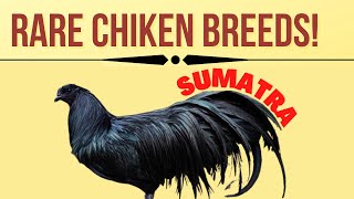 Indonesian Chicken Breeds Sumatra chickens [upl. by Tlevesor]