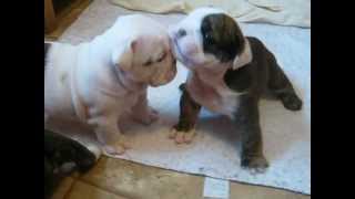 4 week old English bulldog pups trying to walk and play [upl. by Rabbi480]