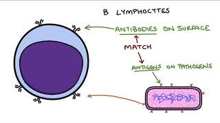 Understanding the Cells of the Immune System [upl. by Nehtanhoj123]