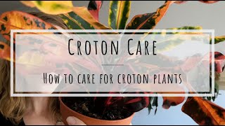 Croton care how to care for Croton Codiaeum variegatum [upl. by Lennor]