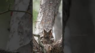 Owlet Screeching in front of annoyed Owl Mommy owl bird nature wildlife owlet birdie HA92802 [upl. by Raimund]