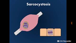 Sarcosporidiosis Sarcocystis المتكيسات العضلية [upl. by Oirottiv]