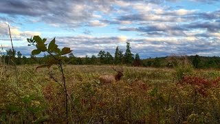 Elk in the Hills n Hollers of Kentucky [upl. by Crabb]