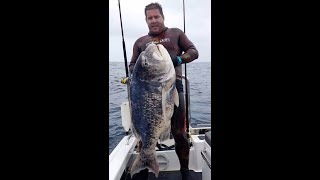 Spearfishing Black Musselcracker  Gerhard Vosloo [upl. by Ihcego]