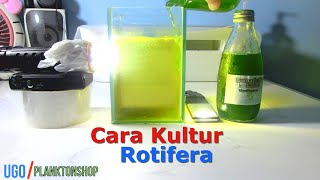 Cara Kultur Rotifera Media Kecil [upl. by Tresa587]