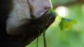 Monkey Insect Repellent  The Life of Mammals  BBC Earth [upl. by Chip]