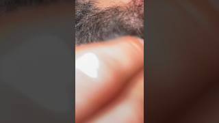 beard ingrownhair asmr funny bearding asmrbeard realestate [upl. by Wanids706]