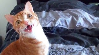 Funny Cats and Kittens Meowing Compilation [upl. by Vola428]