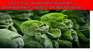 life cycle of Bryophytes part 2 [upl. by Lion]