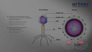 How Photodynamic works  PDcT by Ortner [upl. by Iliam827]