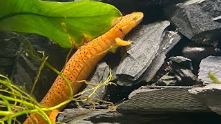 Black Chinned Red Salamander Enclosure [upl. by Celinka]