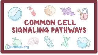 Common cell signaling pathway [upl. by Raine]