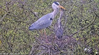 Heronry Livestream 09 04 24 [upl. by Aimit294]