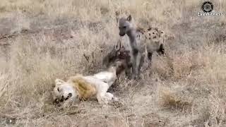 6 Incredible Moments Lion Was Killed While Hunting amp The Last Painful Moment Of The King [upl. by Lewis544]