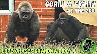 Gorilla Fight At The Zoo [upl. by Trela]