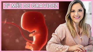 2 MESES DE GRAVIDEZ Semanas 5 6 7 8 e 9 [upl. by Halsey]