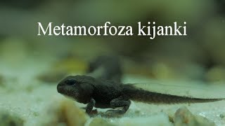 Metamorfoza kijanki ropuchy szarej Metamorphosis of tadpoles [upl. by Noiwtna]