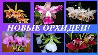 НОВИНКИ Мой орхидейный детский садСъёмка от 13112021New Orchids [upl. by Ecyle]