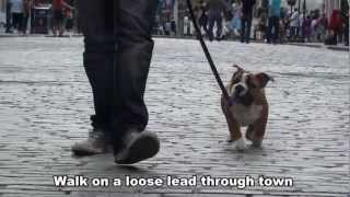 Talula  12 week old English Bulldog  21 day dog boot camp with Adolescent Dogs Guildford [upl. by Uot]