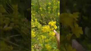 sarso ki kheti mustard cultivation in india  pocketguide viral shorts mustard sarson [upl. by Nirhtak433]