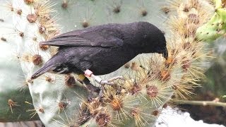 Darwin Finches Galapagos [upl. by Ahtis]