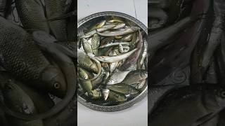 Different types of fishfishingtrending viralvideo foryou food fish মাছ [upl. by Shelby]